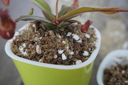 Miniatura 2 de Mezcla de suelo para plantas carnívoras de 2 cuartos de galón, gran tierra para macetas para plantas vivas Venus Fly Trap, plantas de jarra, rocío
