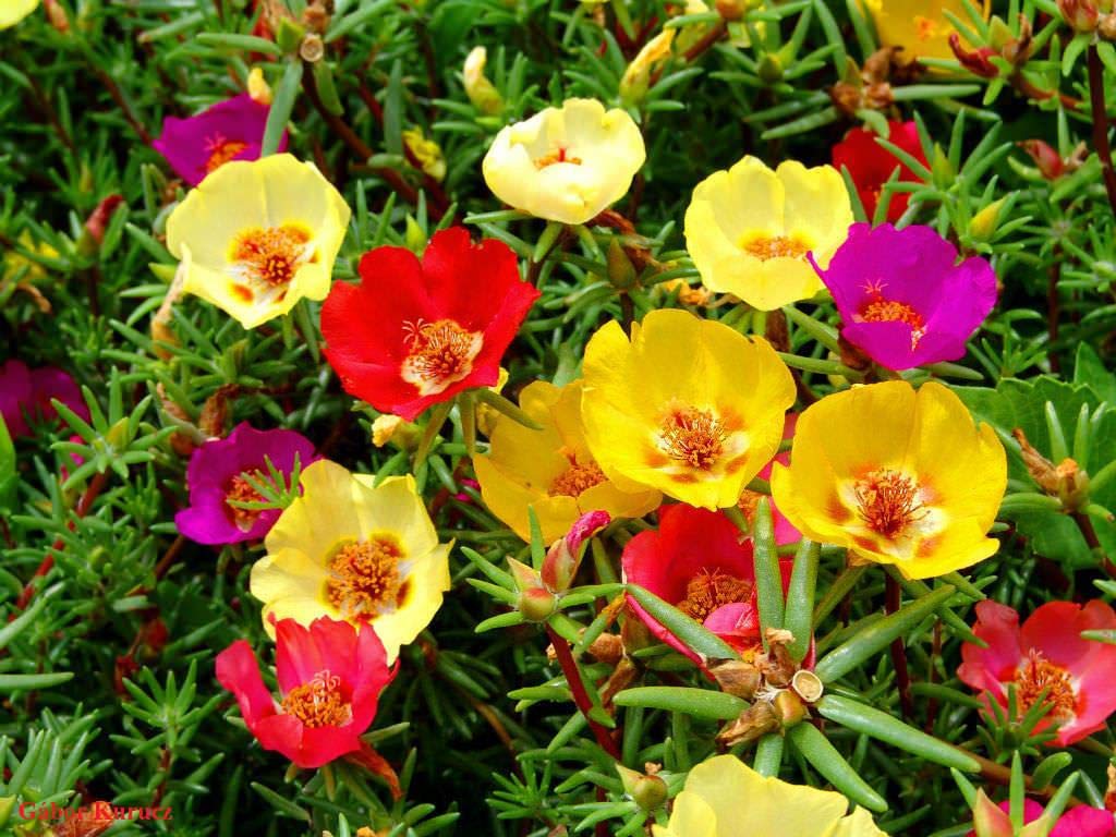 LIVOX Portulaca Multicolor Rainbow Flower Seeds for Terrace Balcony Gardening Home Garden Plant Seeds (30 Per Packet, Multicolor) (B09XV4GMHD) Amazon Price History, Amazon Price Tracker