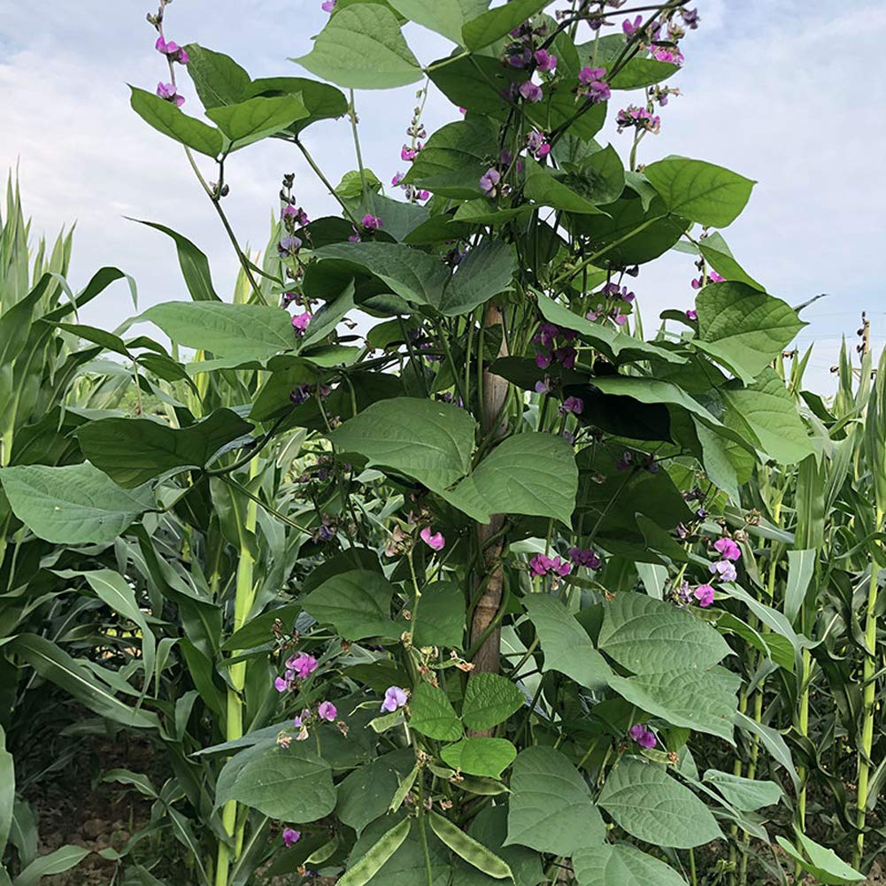 VibeX Hybrid Dolichos Lablab Organic Fresh Vine Sweet Seeds-100 Seeds (B0BBGR5YH8) Amazon Price History, Amazon Price Tracker