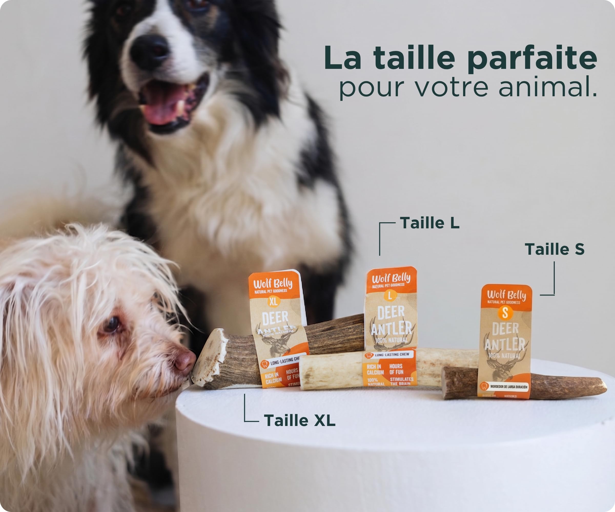 Wolf Belly - Bois de Cerf pour Chiens 100% Naturel (Taille S) Corne Durable et Résistante | Réduit Tartre et Plaque | Riche en Calcium et Protéines | Calme Stress | Inodore - Fabriqué en Europe