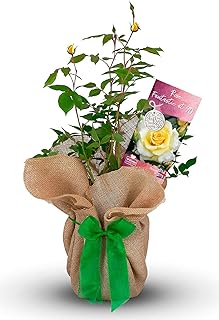 Rose Bush 'Fantastic at 90' - Gift Wrapped Rose Bush for A 90 Birthday - Gorgeous Rose Bush with Bow for The Garden