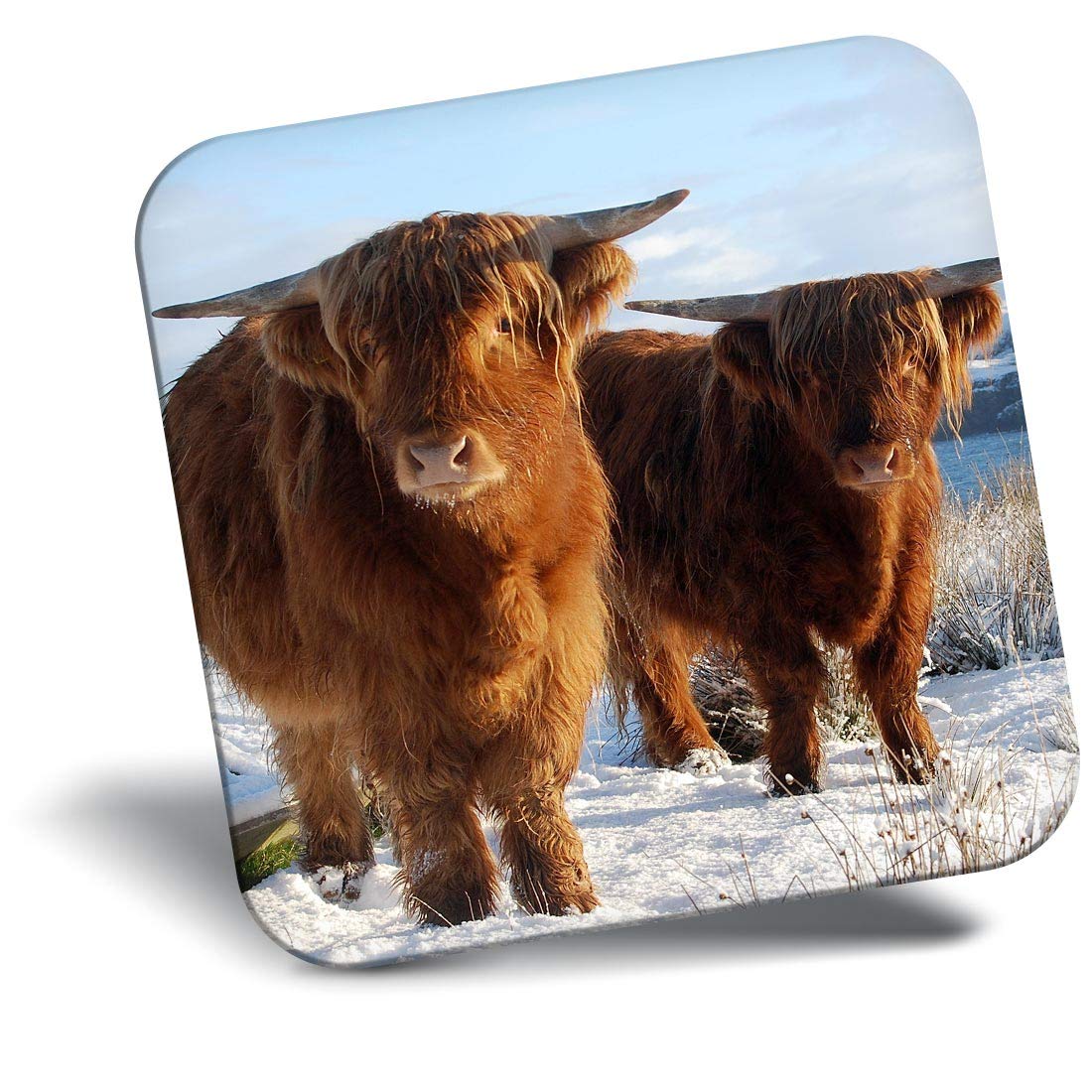 Destination Vinyl ltd Fridge Magnet - Highland Cow Pair Scotland UK for Office, Cabinet and Whiteboard, Magnetic Stickers, 45331