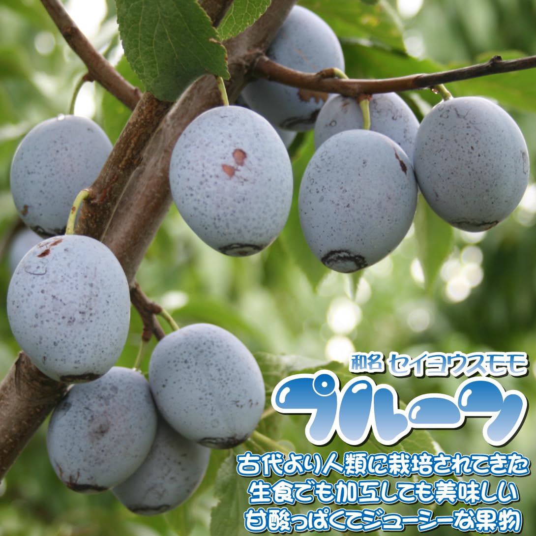 Amazon.co.jp: 果樹苗 プルーン バラー 1株/ 国華園 25年秋商品 : DIY