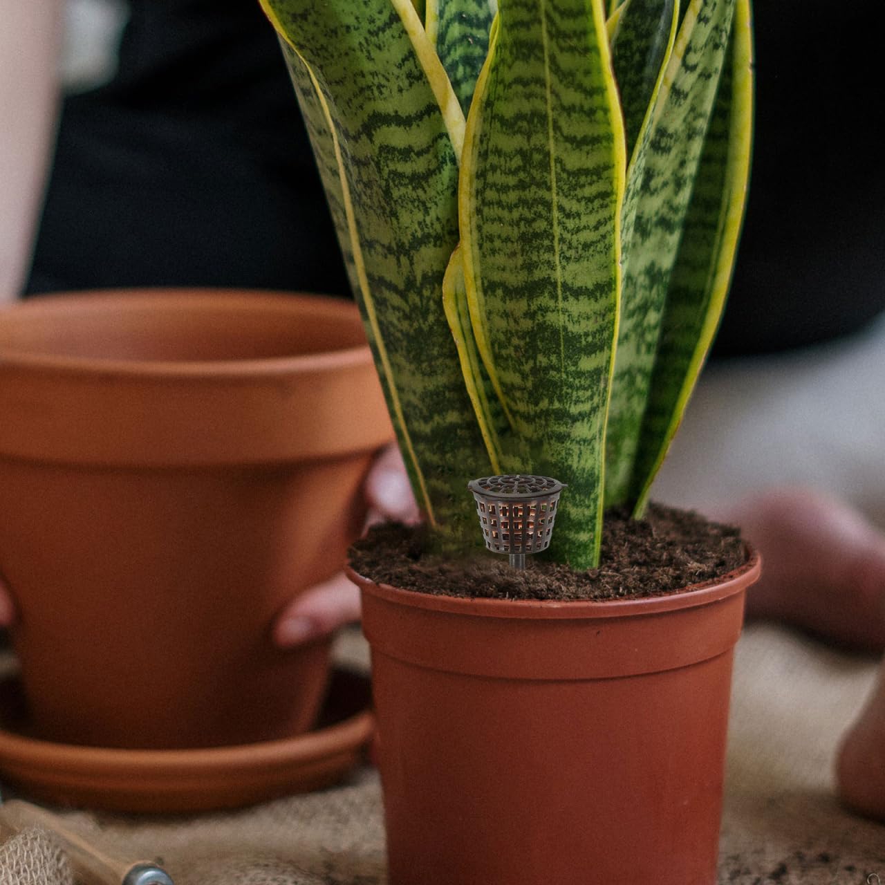 Boîte à Engrais Plastique pour Plantes Bonsai 20 Pièces Couleur Café avec Couvercle