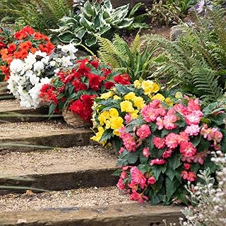 Begonia Plants Outdoor Garden Ready 'Nonstop Joy Mix' Half-Hardy Perennial Fully Double Blooms Easy to Grow Your Own Garden Flower Plants 15x Garden Ready Plants by Thompson and Morgan (15)