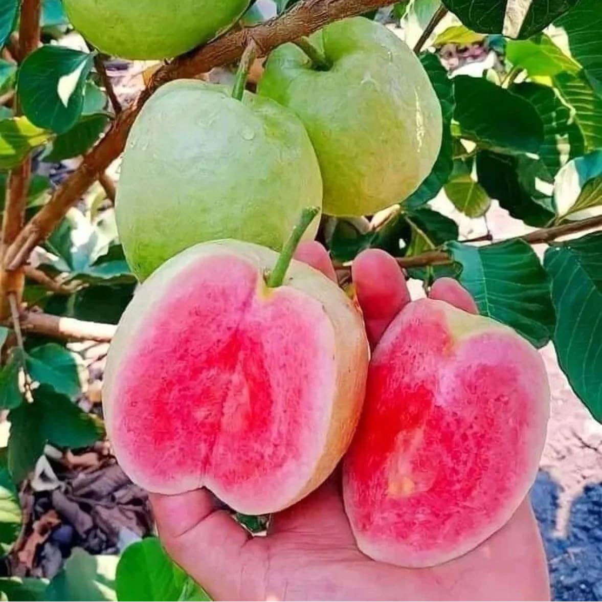 Hybrid All Seasons Taiwan Pink Guava Tree Live Plant – Japanese Diamond Red Guava sweet&Juicy Fruit-Fast-Growing Organic-Grafted Amrood Ka Ped Podha Amrud Phal Ka Paudha-image-17