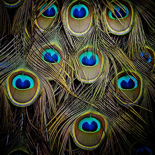 Moonlight Feather | 10 Pieces - Big Eye Natural Peacock Tail Eye Feathers For Crafts, Costume, Mask, Halloween Green Iridescent Purple Natural Molted Peacock Feathers. #TOP4