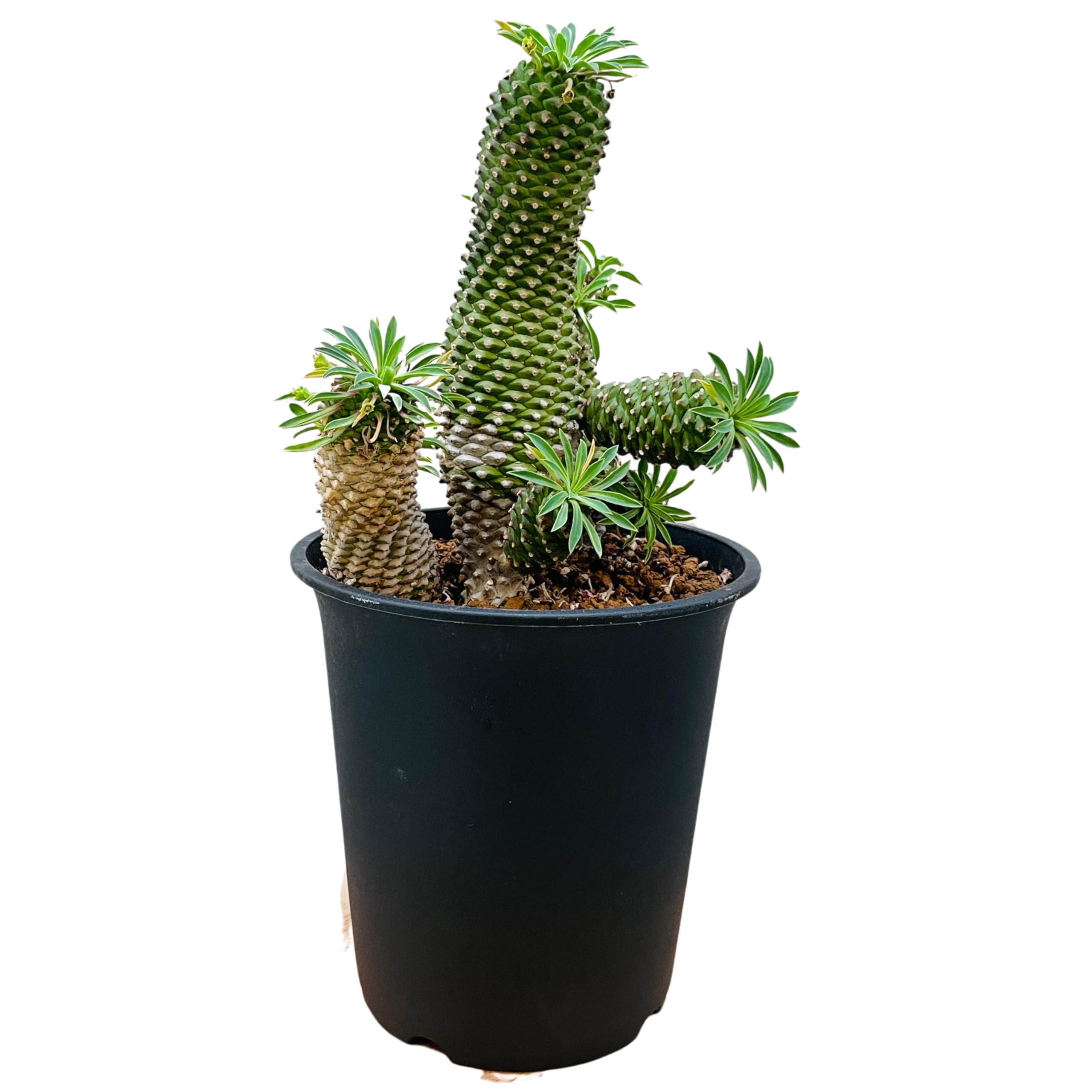 Amazon｜観葉植物 ユーフォルビア ソテツキリン 鉢植え パイナップル 