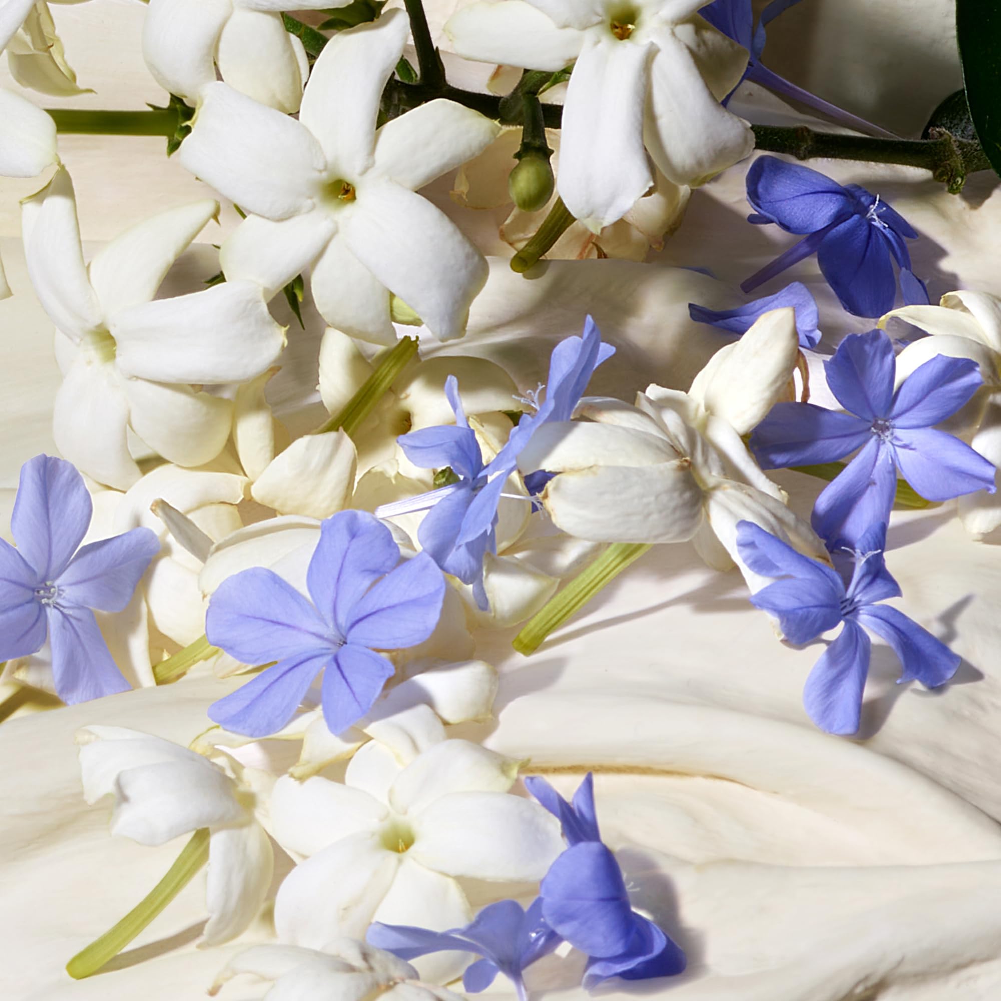 Dolce Blue Jasmin EDP Vapo woda perfumowana 75 ml