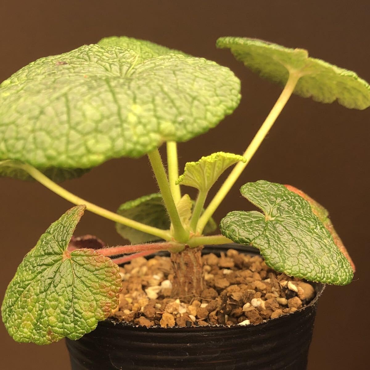 超特別選抜株放出！　ペラルゴニウム　コチレドニス　多肉植物　塊根植物　実生 超特別選抜株放出！ ペラルゴニウム コチレドニス 多肉植物 塊根植物