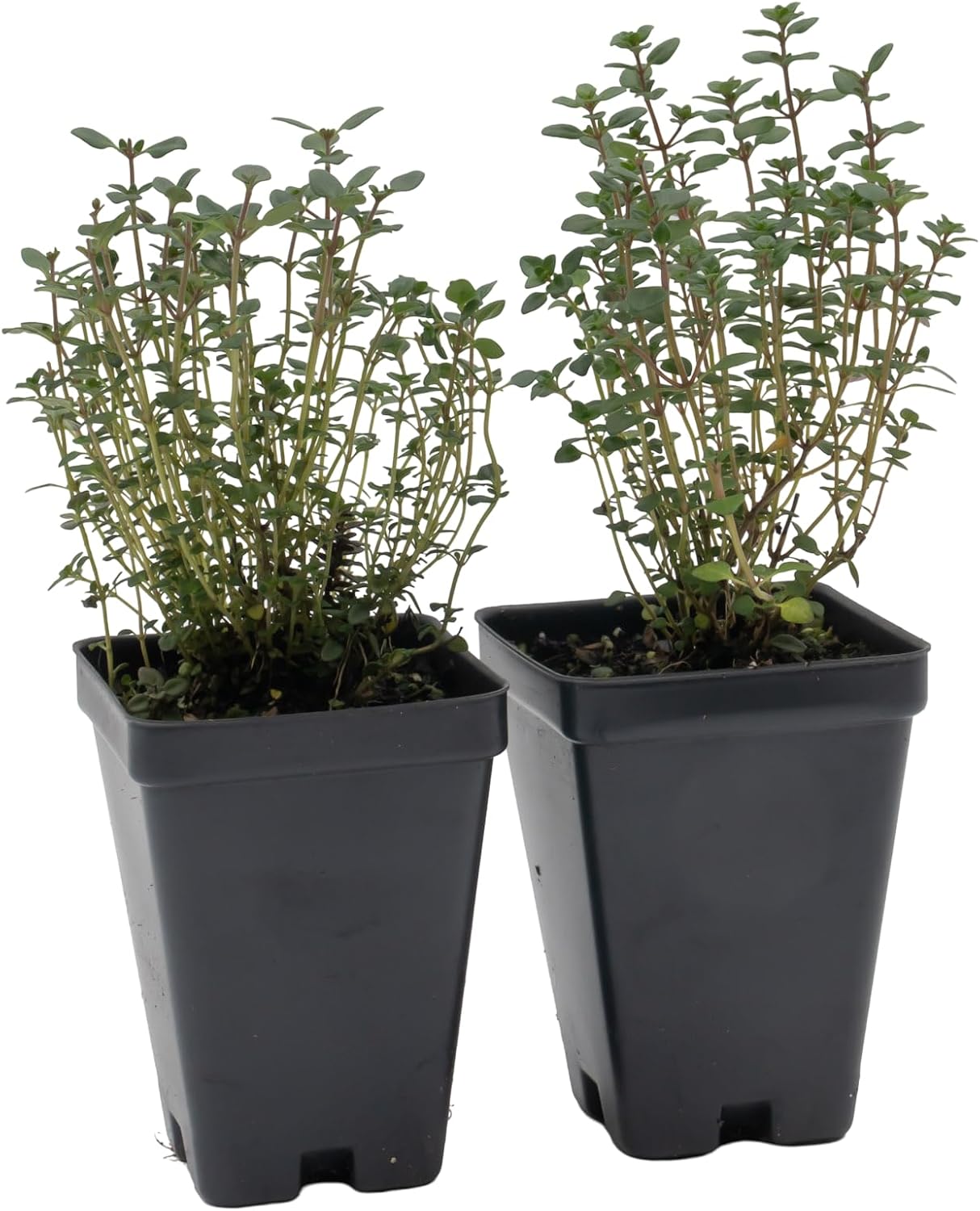 6 Live Lemon Thyme Plants (Thymus Citriodorus) – Aromatic Perennial Herb, Thriving in 2.5" Nursery Cubes