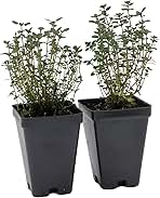 2 Live Lemon Thyme Plants (Thymus Citriodorus) – Aromatic Perennial Herb, Thriving in 2.5