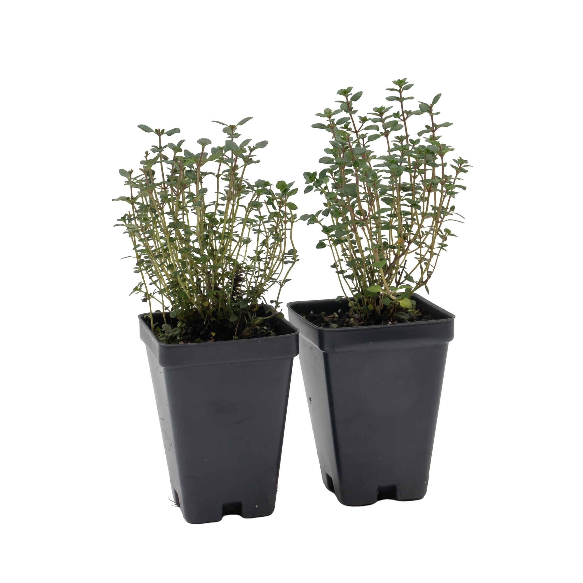 CitronellaKing Lemon Thyme