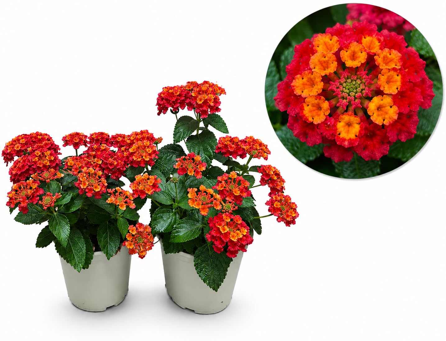 POWERS TO FLOWERS - LANTANA CAMARA ROSSO/ARANCIO, 2 PIANTE, VASO 14CM, piante vere
