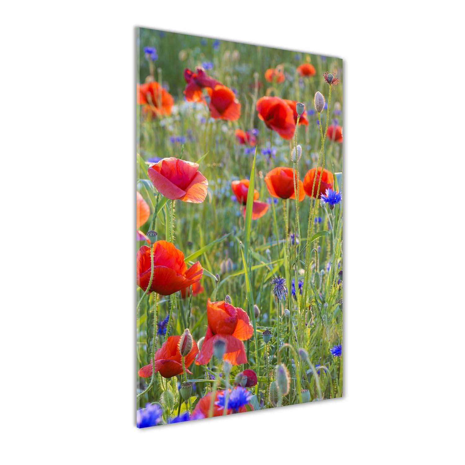 Fleurs et Plantes Art Mural Verre Acrylique 50x100 cm Coquelicots Tulup