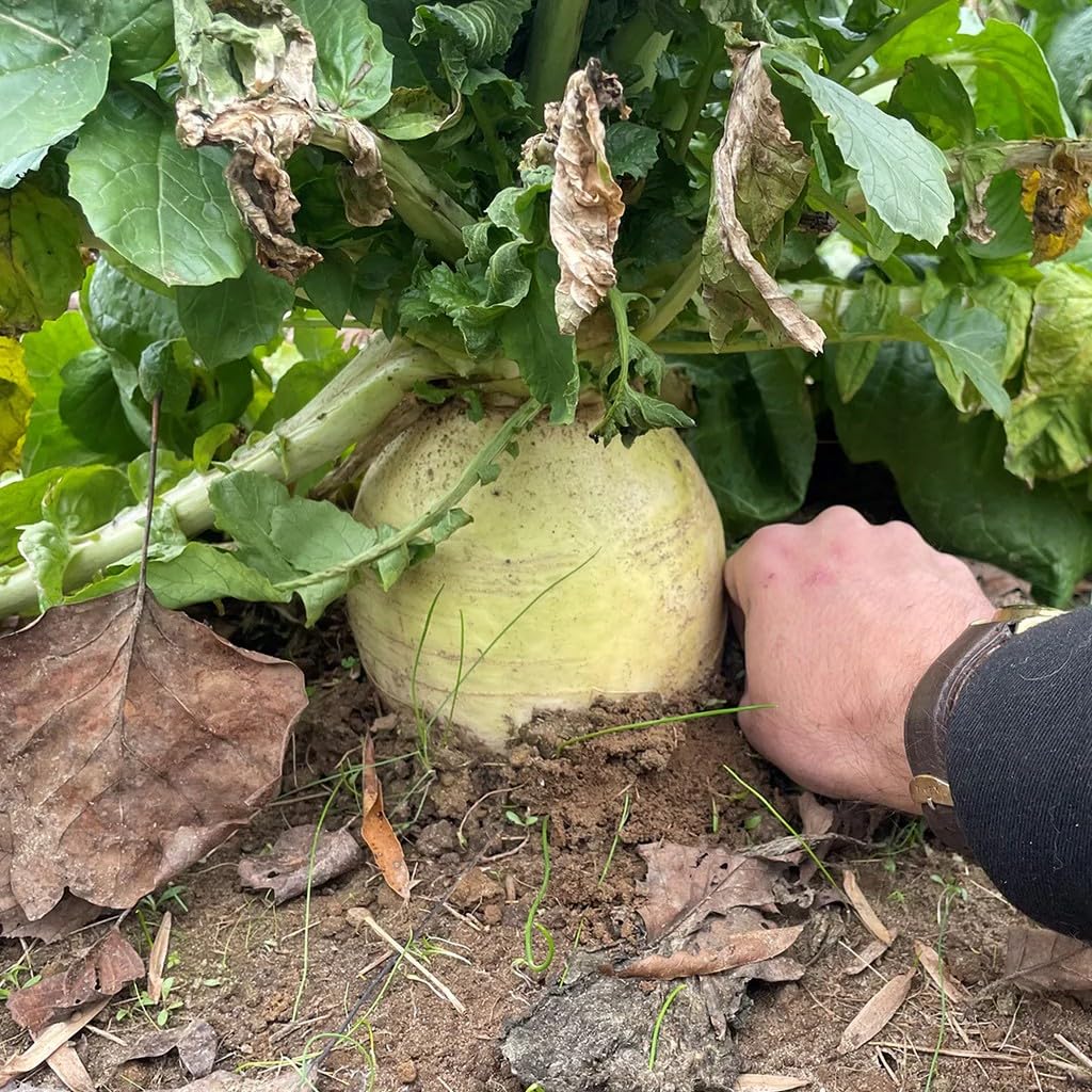BioLogic New Zealand Endurance Radish, New Generation of Radish Developed for Deer, Drought Tolerant, Increased Cold Tolerance, High Forage Value, 4 lb Bag Plants 1/2 Acre