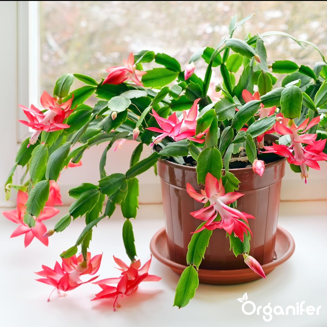 Weihnachtskaktus Flüssigdünger, 3L, Organisch, für Schlumbergera, Winterblüte, Vinassefrei