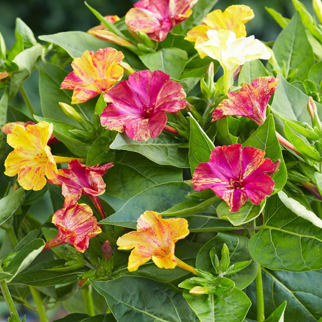 M-Tech Gardens Rare Four O Clock " Marble Mix " Mirabilis jalapa/Marvel of Peru Flower 10 Seeds Pack for growing (B0D2X4PZ2X) Amazon Price History, Amazon Price Tracker
