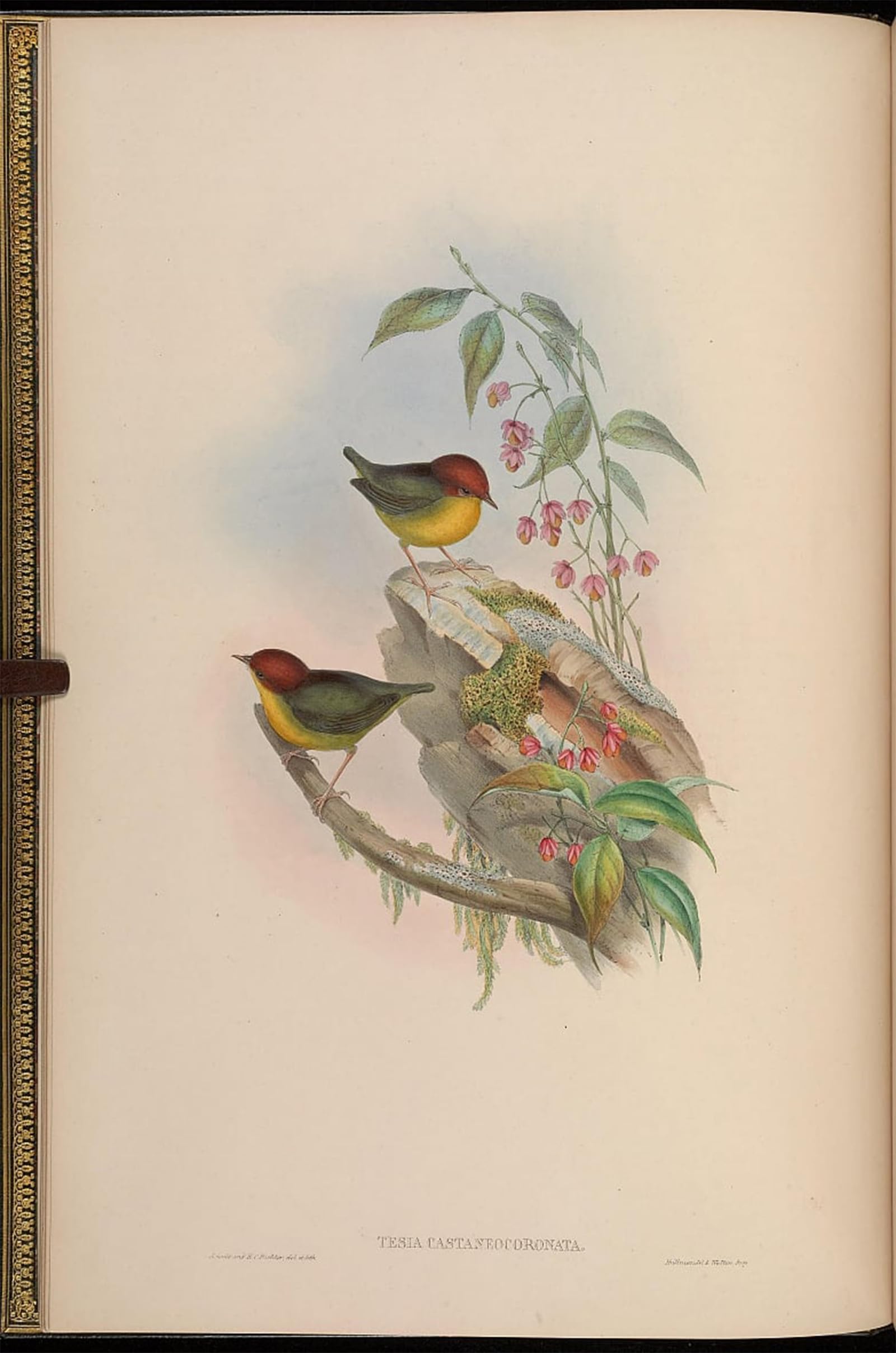 Cuadro en lienzo resistente al sol con pintura de pajaro John Gould 5