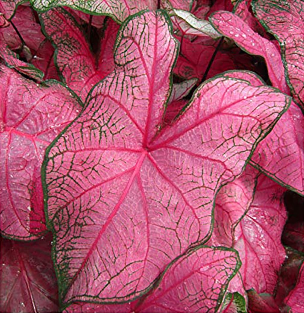 Fannie Munson Caladium Bulbs - One Top Size Bulb - Bright Pink and Green Foliage - Giant Caladium Plant for Garden and Pots - Zones 9-11 - Caladiums for Shaded Areas
