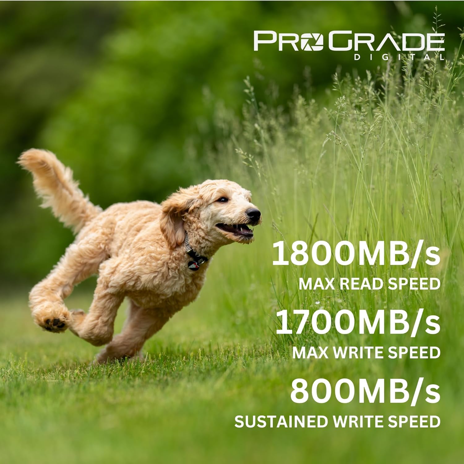 Carte Mémoire ProGrade Digital CFexpress™ 4.0 Type A (480 Go) Iridium