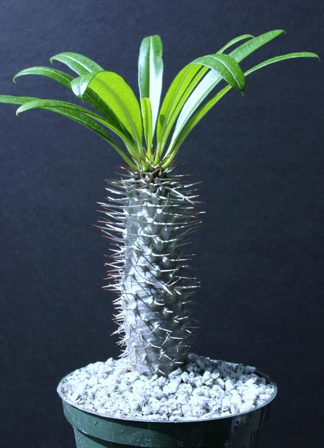 Pachypodium Lamerei Madagascar Palm, 6 Inch, Rare Succulent Plant by Exotic_Succulent_Collection