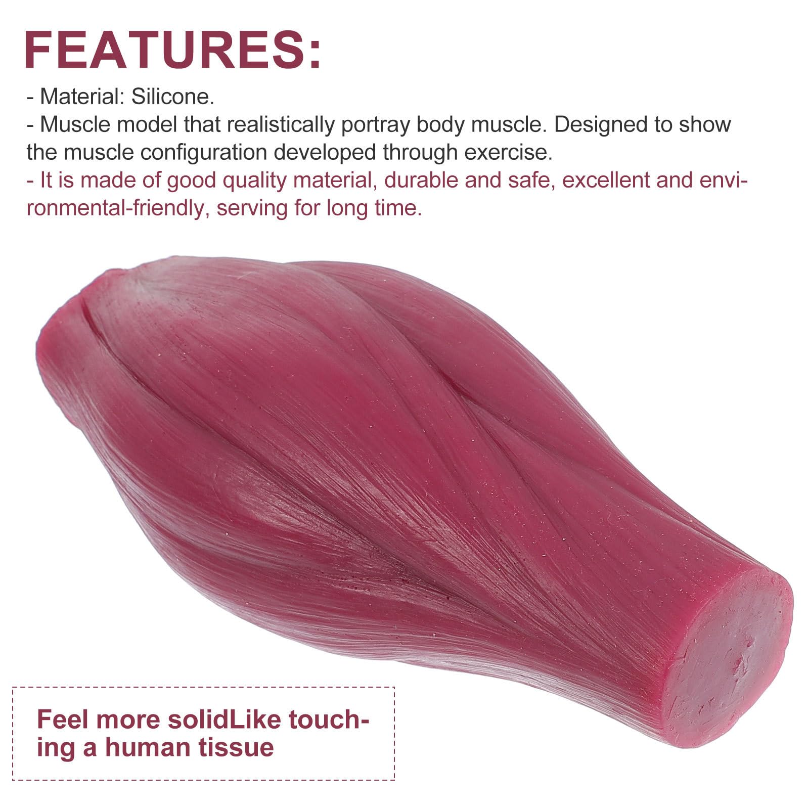 Modello Muscolare Anatomico Umano per Insegnamento e Esposizione Rappresentazione Realistica in Silicone da 1 Lb per Appassionati di Fitness