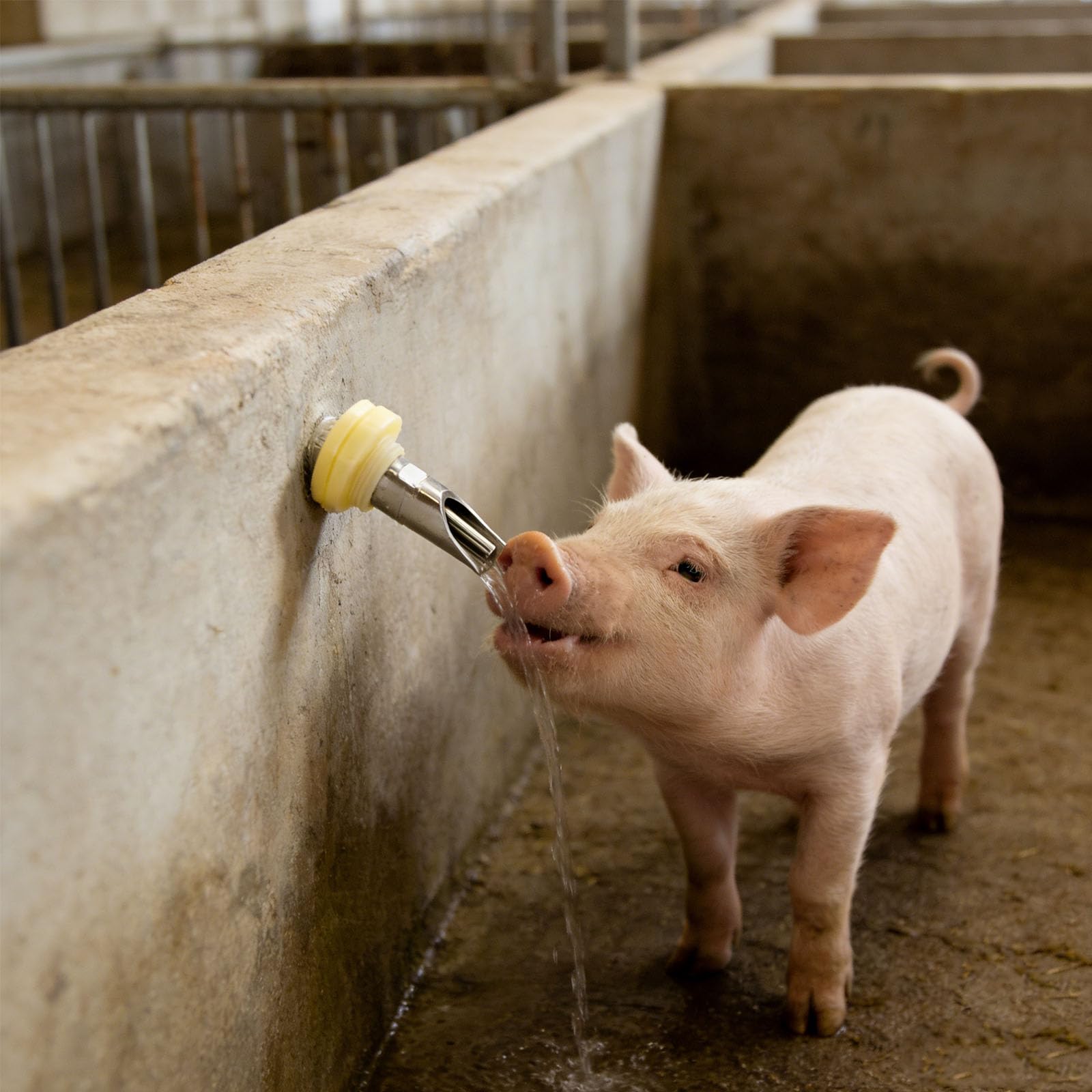 Bebedero automático para cerdos, dispensador de pezones de agua para cabras, caballos pequeños, ganado, bebedor automático de pezones de agua, conmutación táctil
