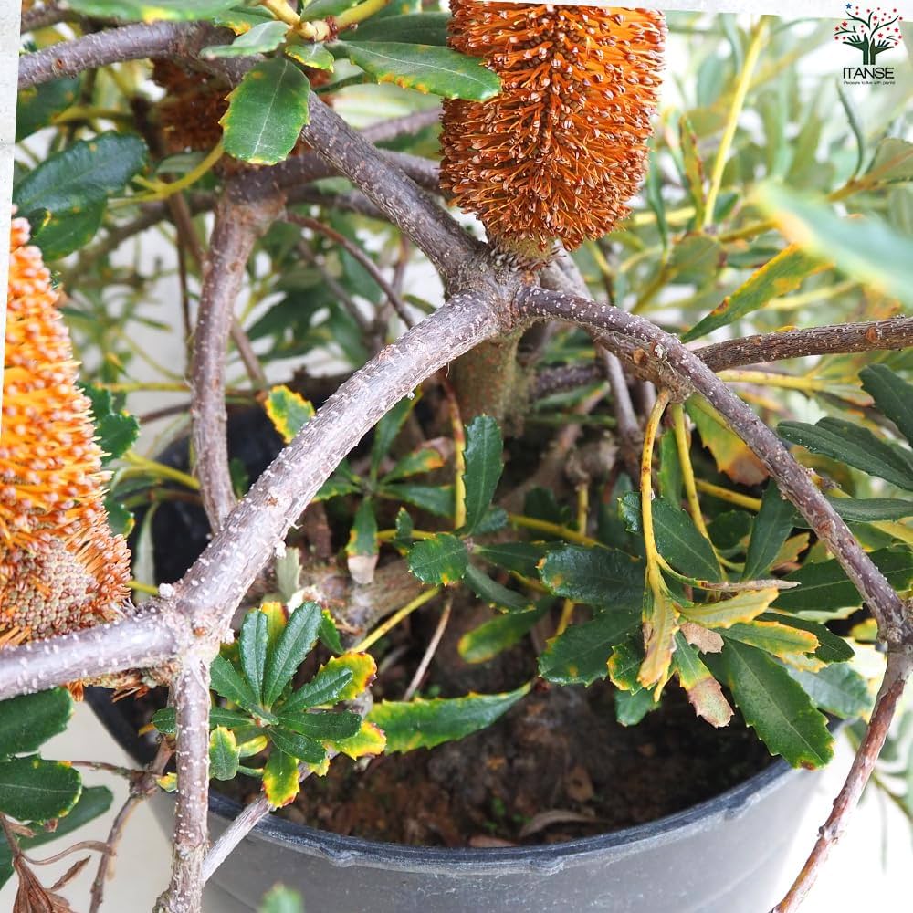 希少 バンクシア パラドーサ ドワーフジンジャー 挿し木 苗 苗木　B 希少 バンクシア パラドーサ ドワーフジンジャー 挿し木 苗 苗木 希少