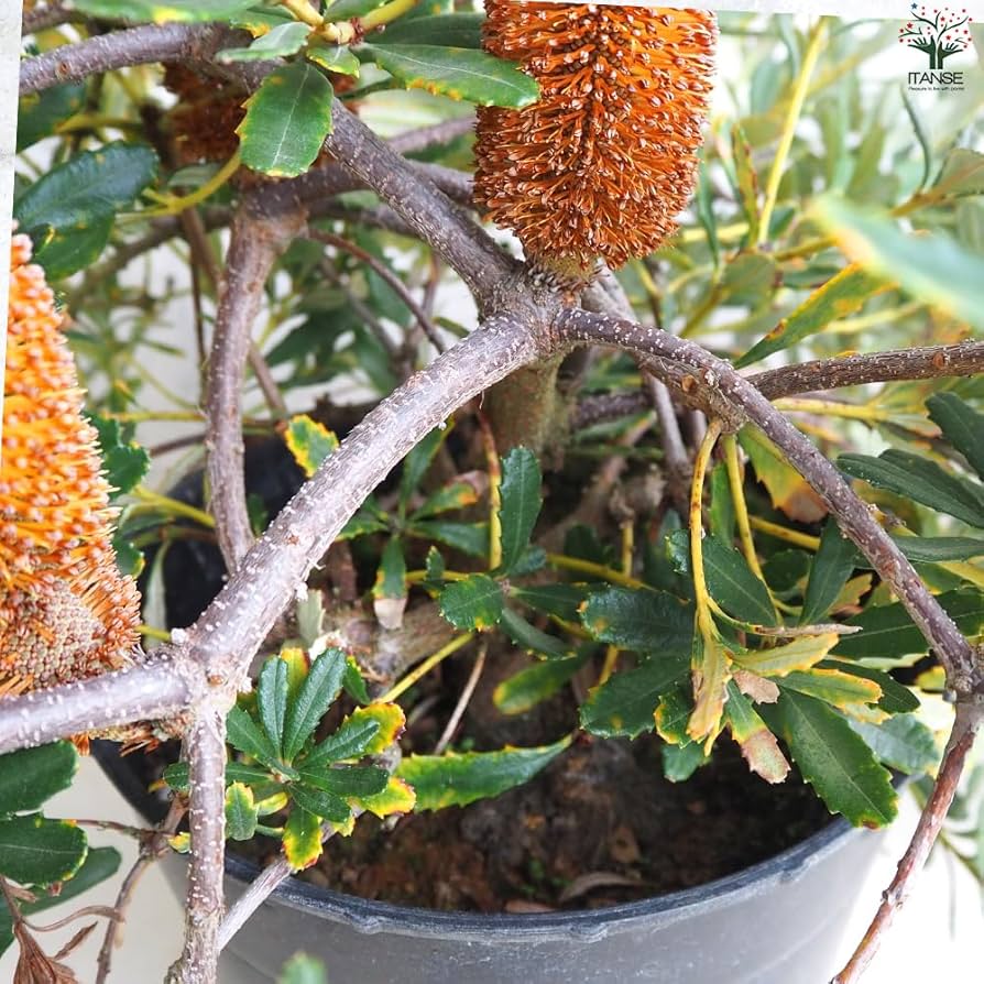 希少 バンクシア パラドーサ ドワーフジンジャー 挿し木 苗 苗木 希少 バンクシア パラドーサ ドワーフジンジャー 挿し木 苗 苗木