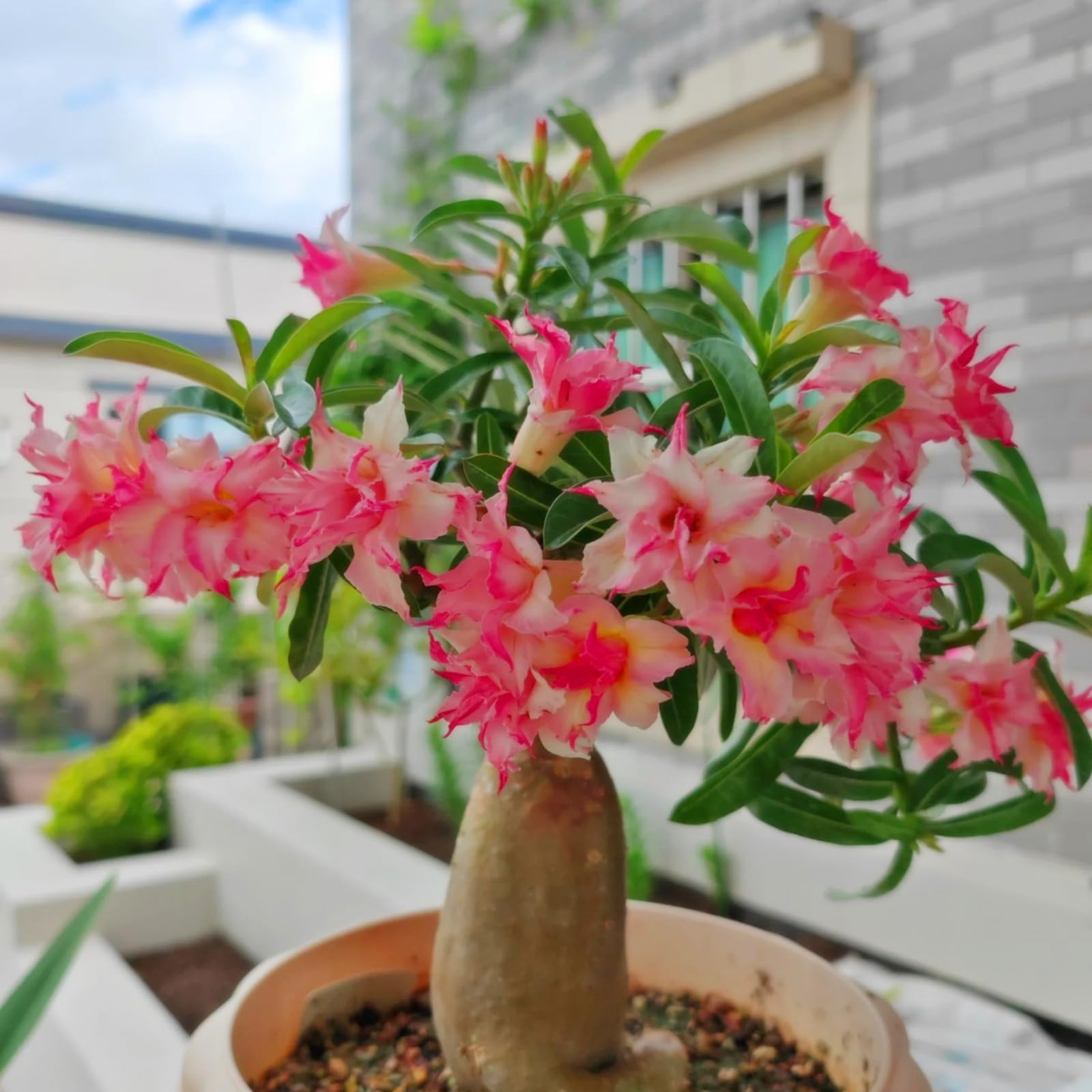 Desert Rose Live Plant/Adenium obesum Can be Planted All Year Round Potted-Plants-Rhizome,Excellent Display-1Plant-I