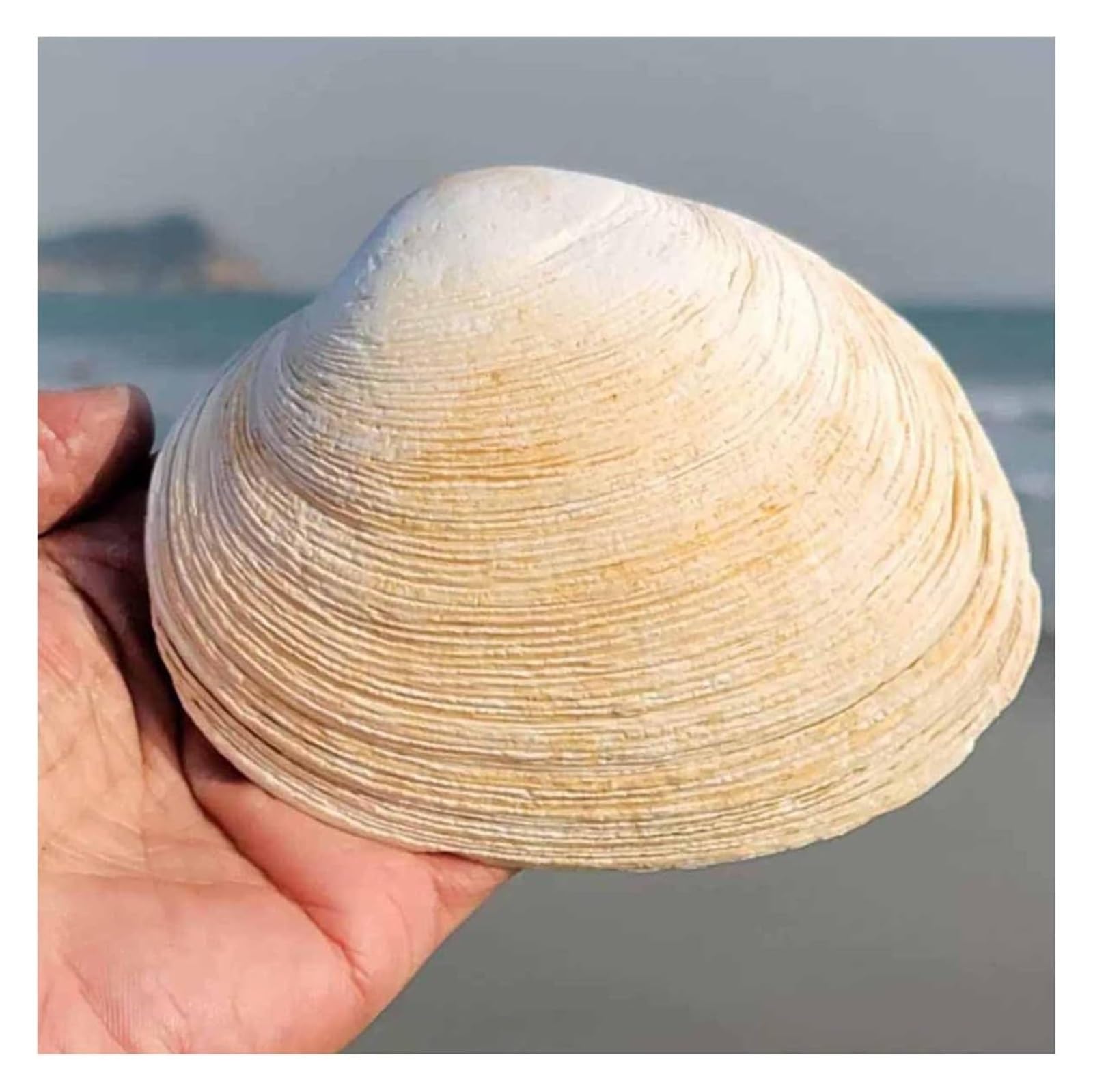 YKMYXZ shells， Conch Shell 11~13Cm for Wedding Decor Beach Theme Party, Home Decorations,DIY Crafts, Fish Tank