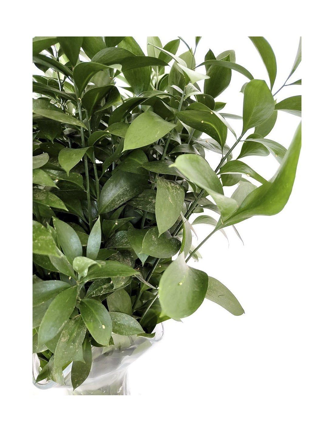 JARDIN202 - Ruscus | Flor Natural | Ramo de 50 tallos | Verde | 80cm de alto