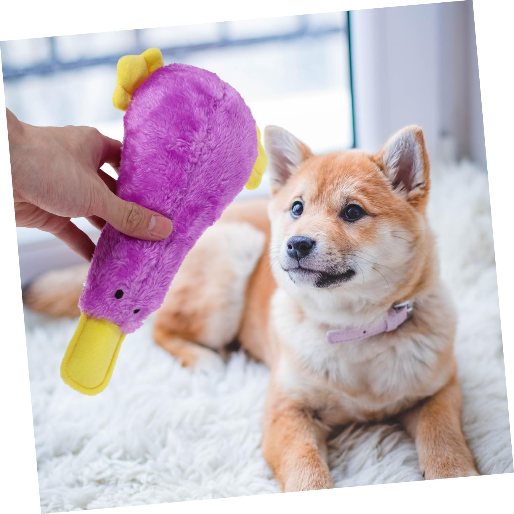Toyvian Jouet à Mâcher pour Chien Jouet Oiseau Interactif pour Chiens Moyens et Petits Chiots Facile à Nettoyer