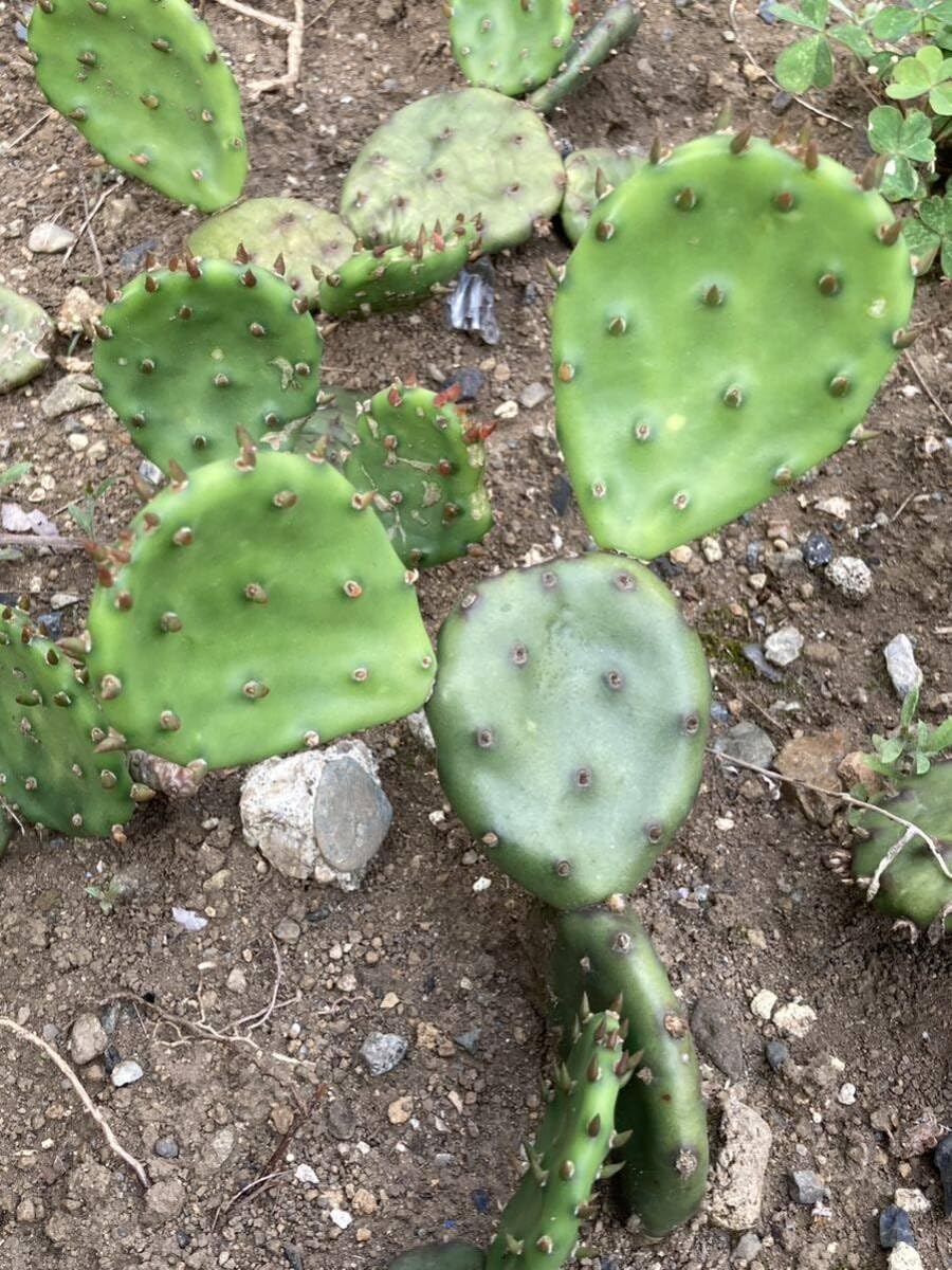 Amazon.co.jp: HUMORオプンチア属「這団扇」団扇(うちわ、ウチワ