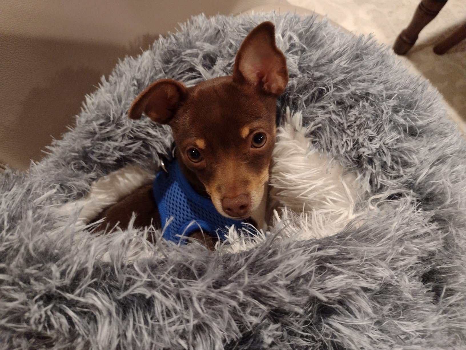 Pet Cave Beds for Dogs​, Cozy Cave Cat Bed​ photo review