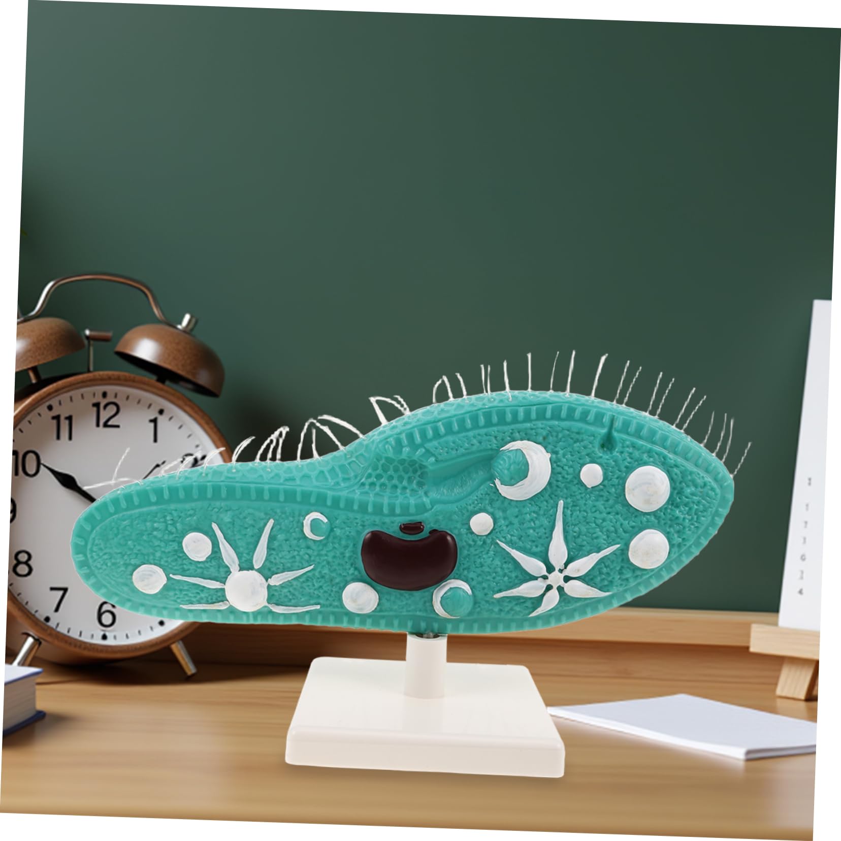 BESPORTBLE Modell mit Detailliertem Ziliendesign Pantoffeltierchen aus PVC Realistische Struktur und Ständer für Biologieunterricht und Naturwissenschaftliche Experimente im Klassenzimmer