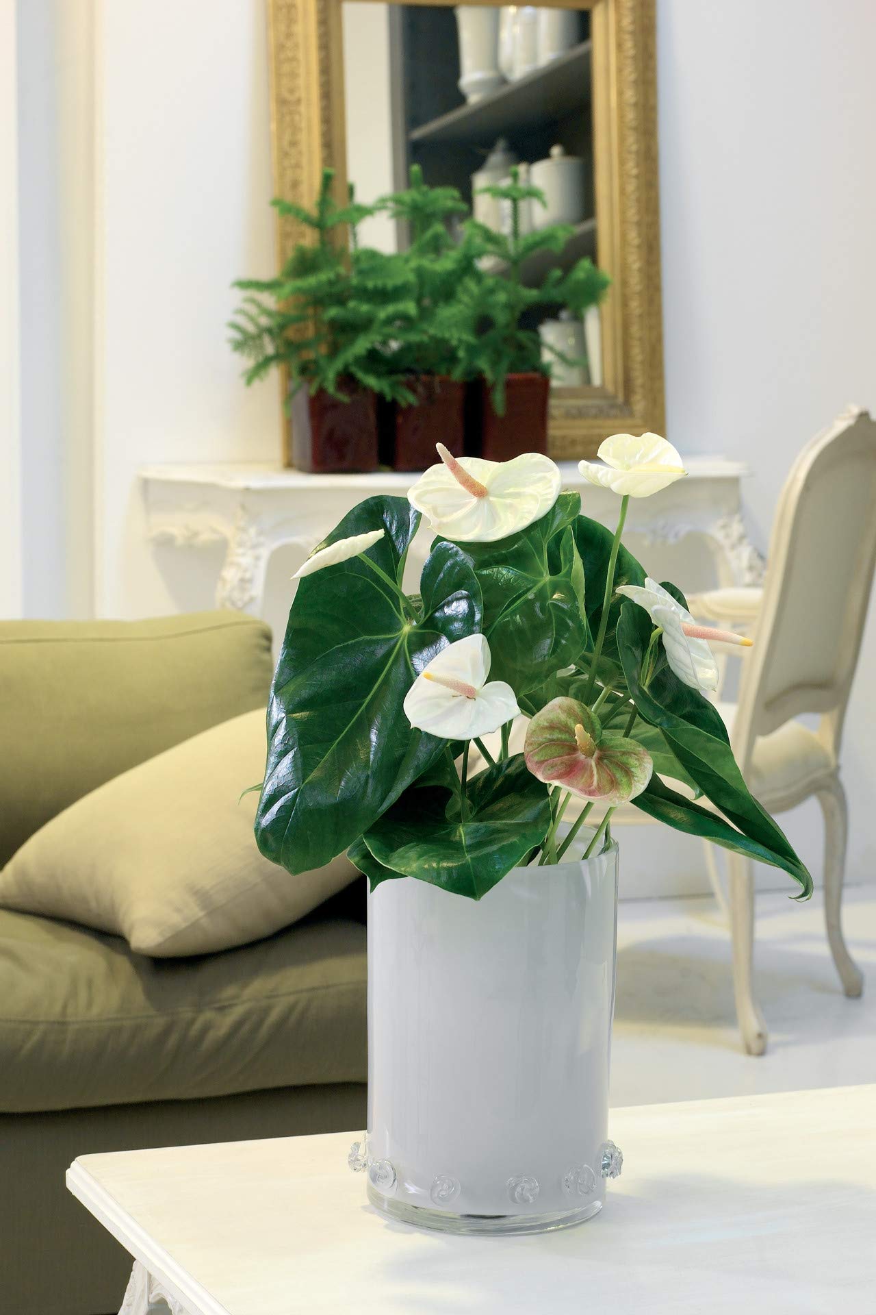 anthurium clarinervium x Anthurium Clarinervium x Pedatoradiatum 'Delta Force' (ADF1) 🌱 – Next  World Exotics main image 0
