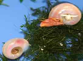 お買い得、ピンクラムズ10匹