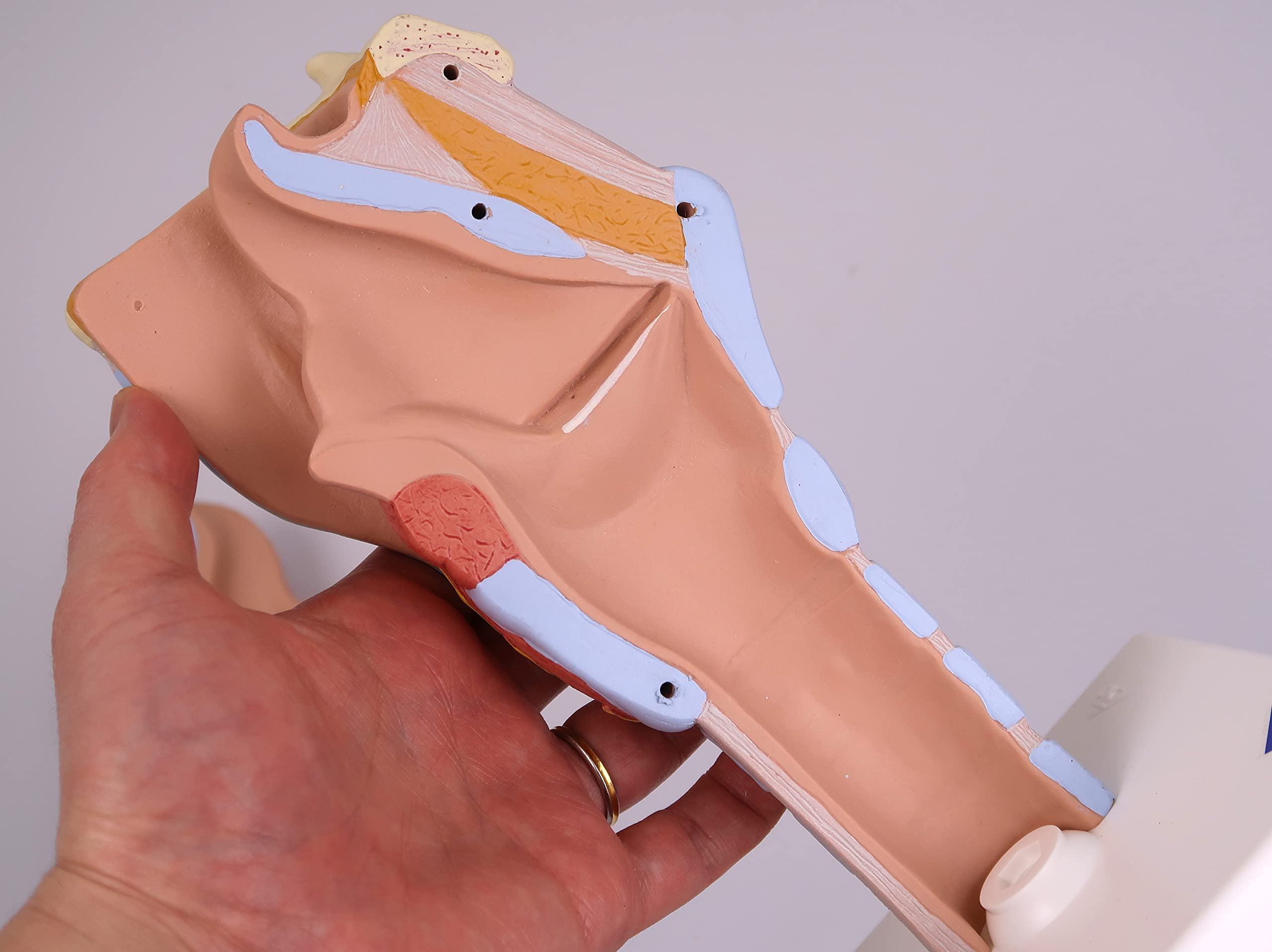 3B Scientific G21 laringe, 2 Veces Su Tamaño Natural, 7 Piezas - 3B Smart Anatomy