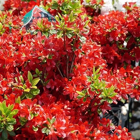 Amazon Co Jp ツツジ 久留米ツツジ 緋の司 4号ポット つつじ 苗 庭木 常緑樹 グランドカバー 低木 Diy 工具 ガーデン