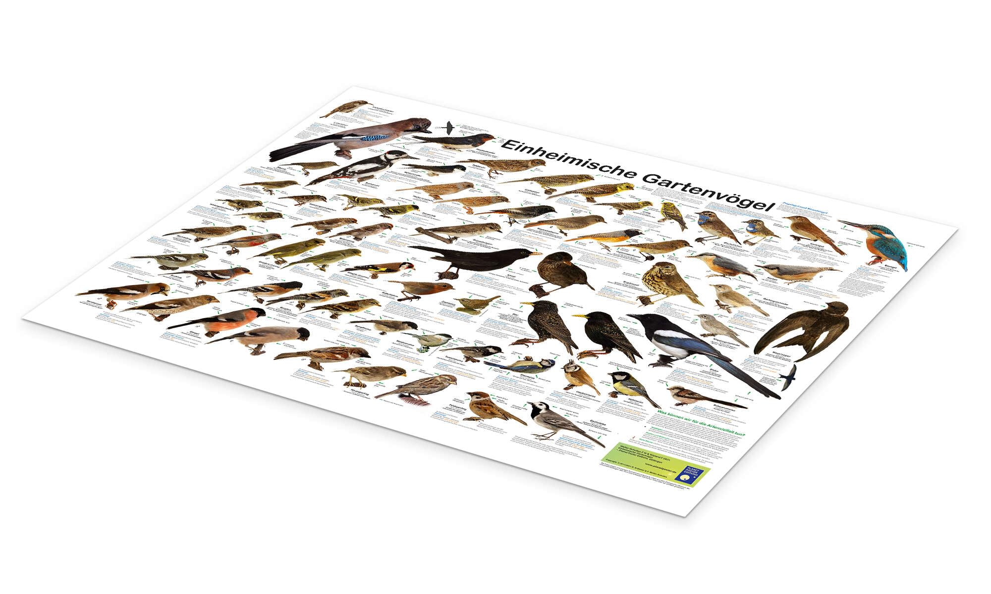Posterlounge Einheimische Gartenvögel Poster