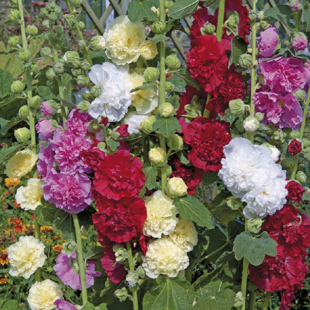 200 x Hollyhock Chaters Double Mix - Flower Seeds