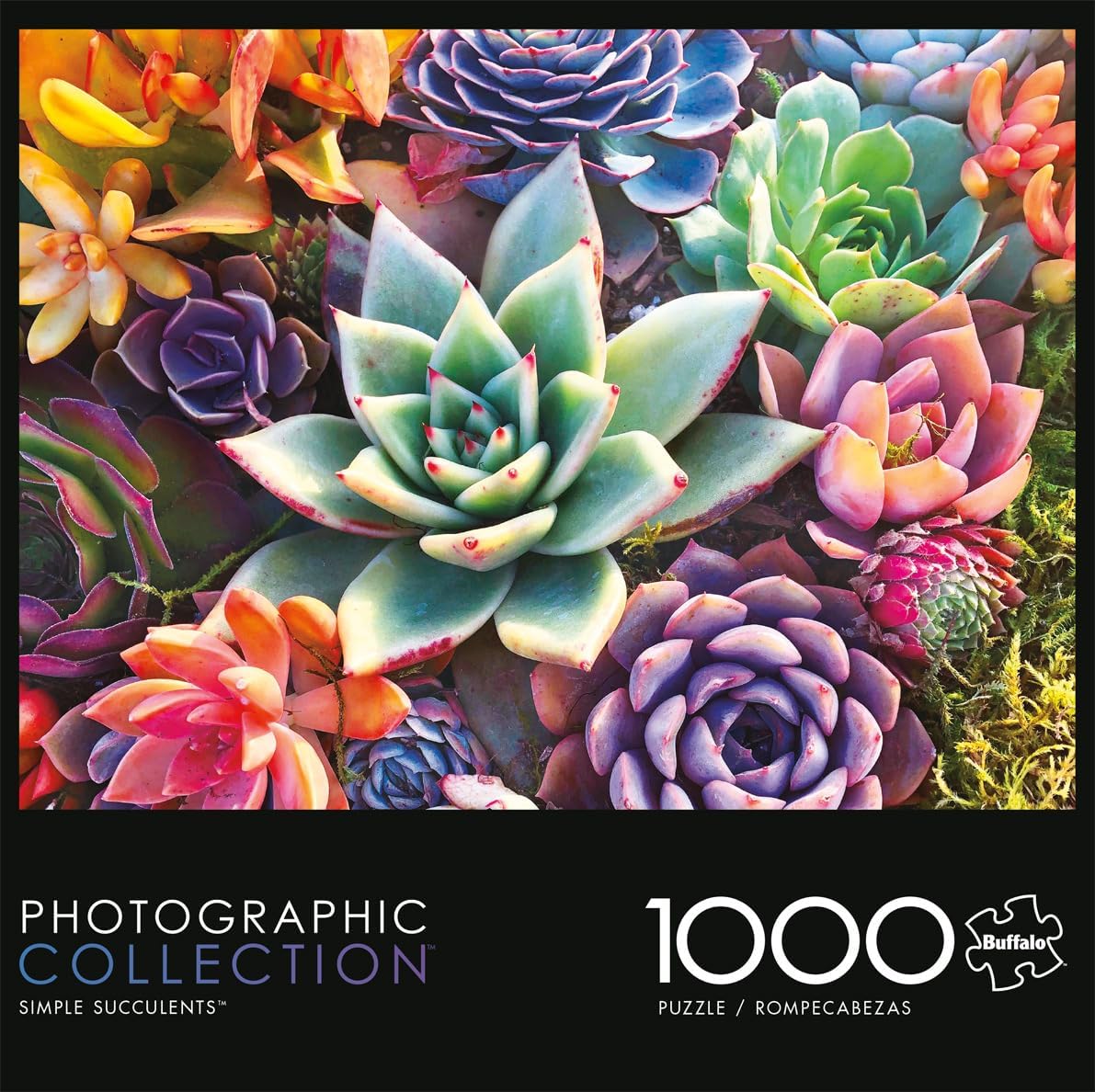Puzzle Floral Simple Succulent 14+ Anos