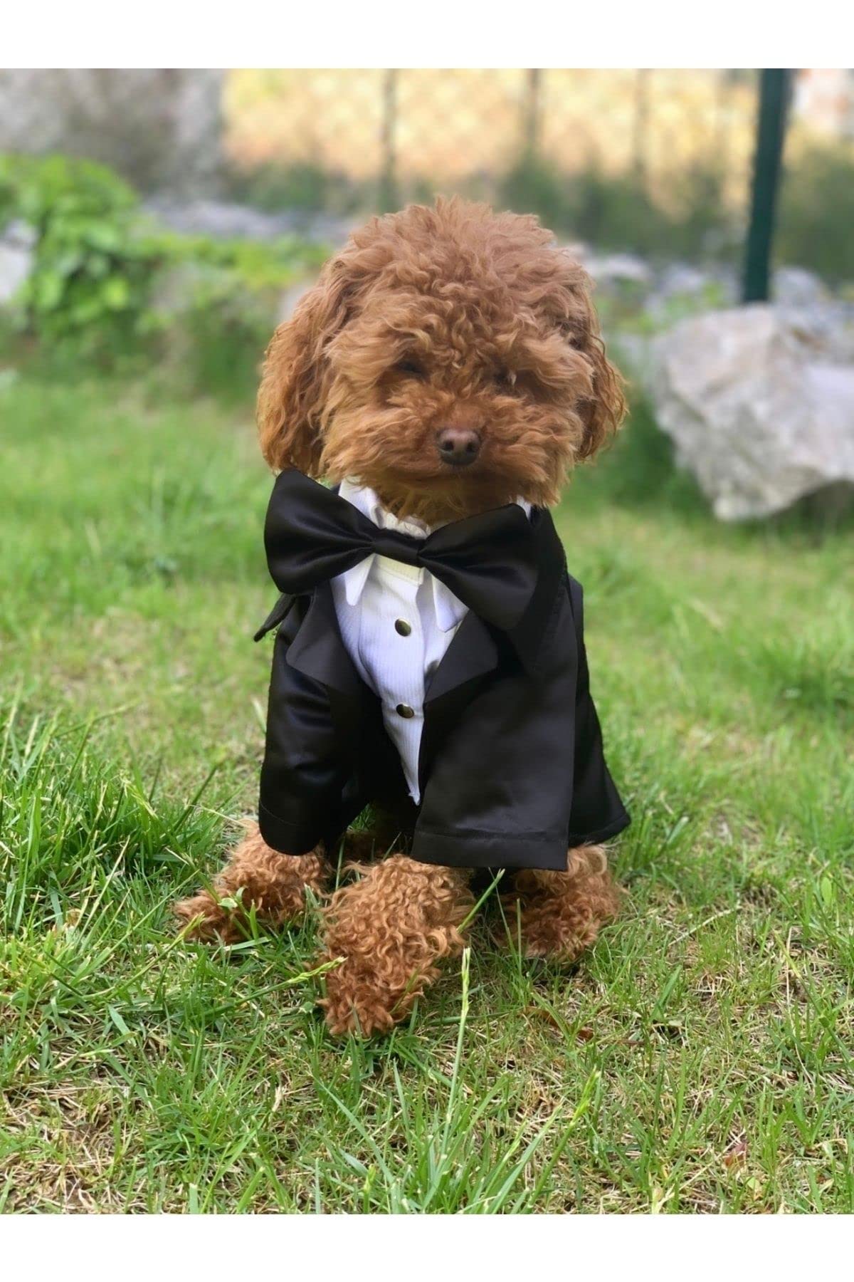 Small Kedi ve Köpek Smokin Ceket Gömlek