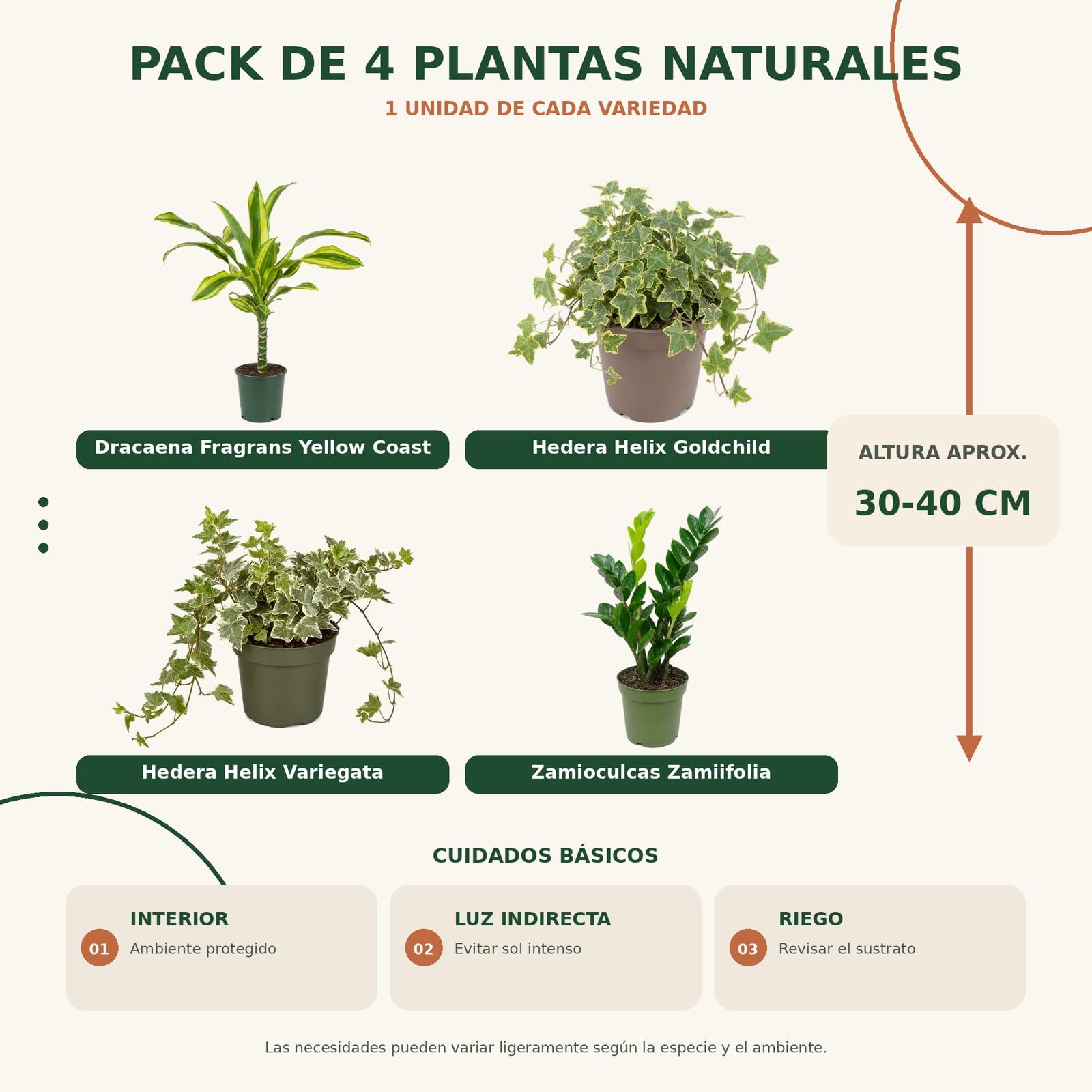 DECOALIVE Pack 4 Plantas de Interior para Calidad del Aire en Ensayos