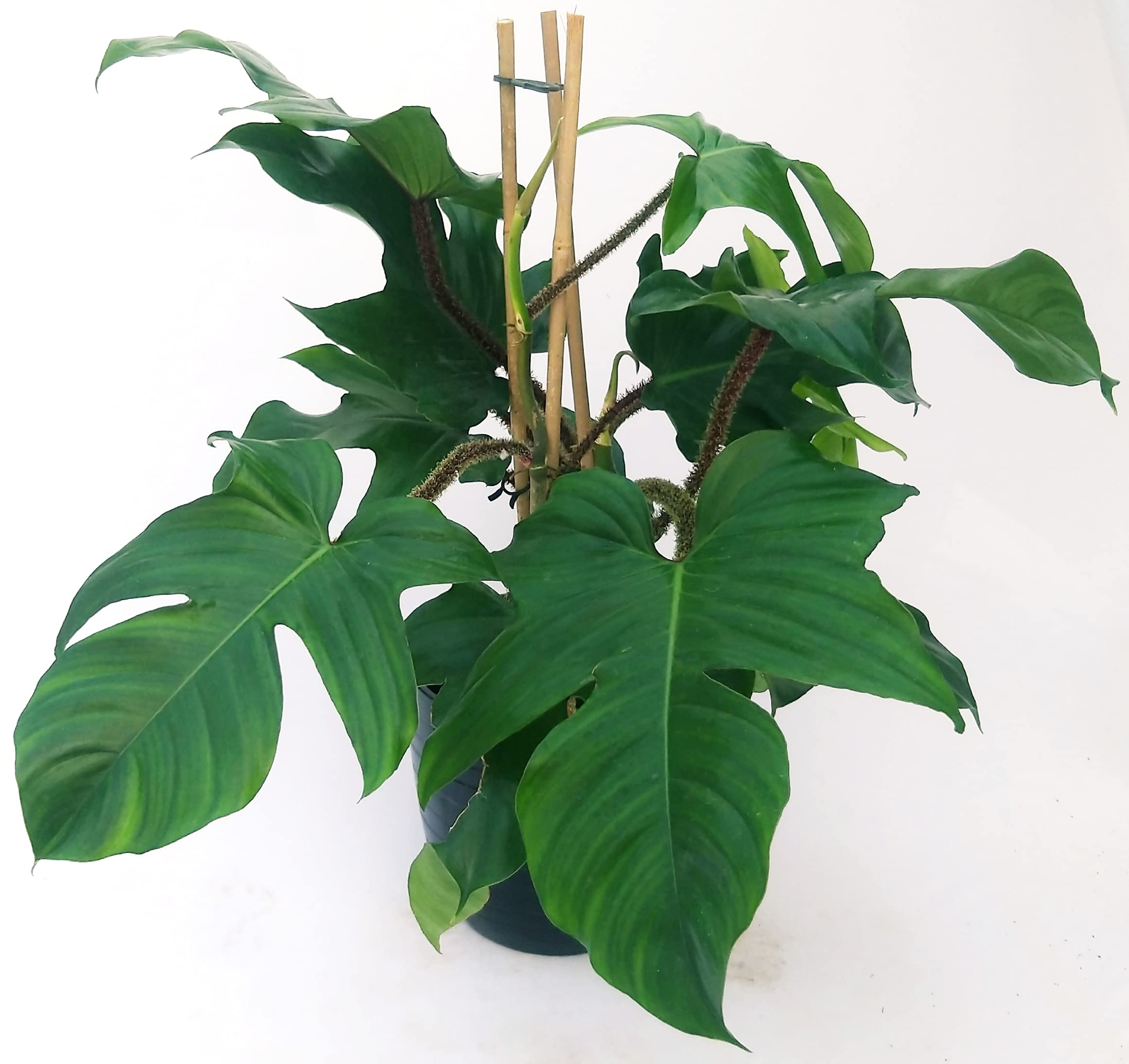 POWERS TO FLOWERS - PHILODENDRON, PHYLODENDRON, MONSTERA SQUAMIFERUM XXL, IN VASO CERAMICA NERO A RIGHE, VASO 20CM, pianta vera
