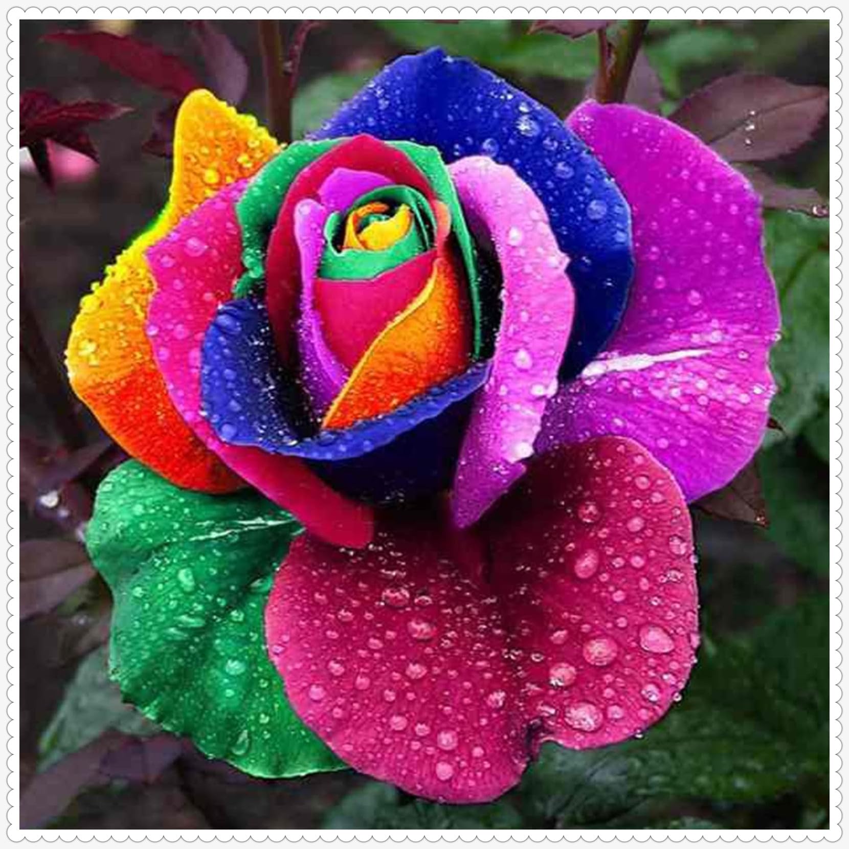 Rosen Zwiebeln Mehrjährig - Winterharte Garten Pflanzen