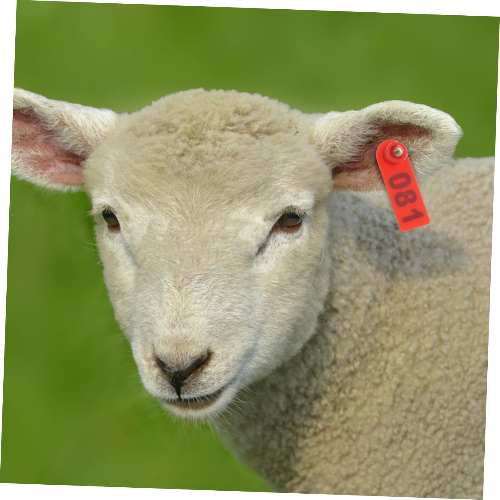 TOYANDONA 100pièces Boucle Auriculaire Numérotée Pour Identification Du Bétail Étiquette Auriculaire Plastique Pour Vaches Bovins Chèvres Et Moutons