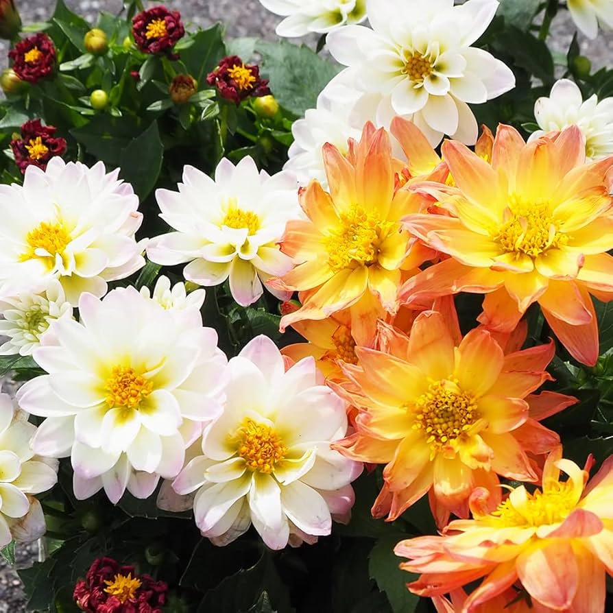 その他 DAHLIA DAHLIA（ダリヤ） 多用途鋏 スーパーカット 5 175mm - 盆栽